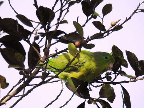 Image of Blue-winged Parrotlet