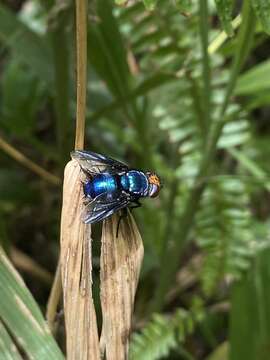 Sivun Silbomyia cyanea (Matsumura 1916) kuva