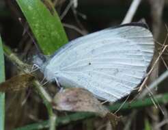 Image of Colotis evanthe (Boisduval 1836)