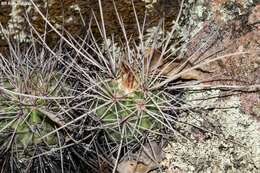 Image de Echinocereus acifer (Otto ex Salm-Dyck) Lem.