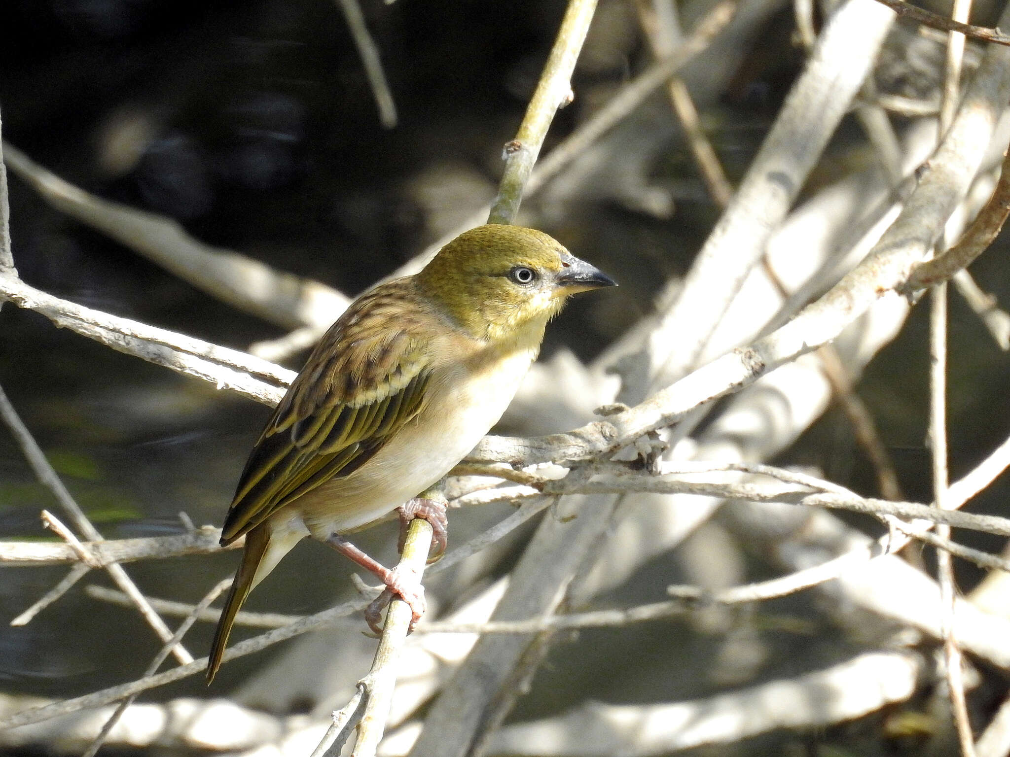 Image of Black-headed Weaver