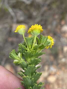 Image of Euryops algoensis DC.