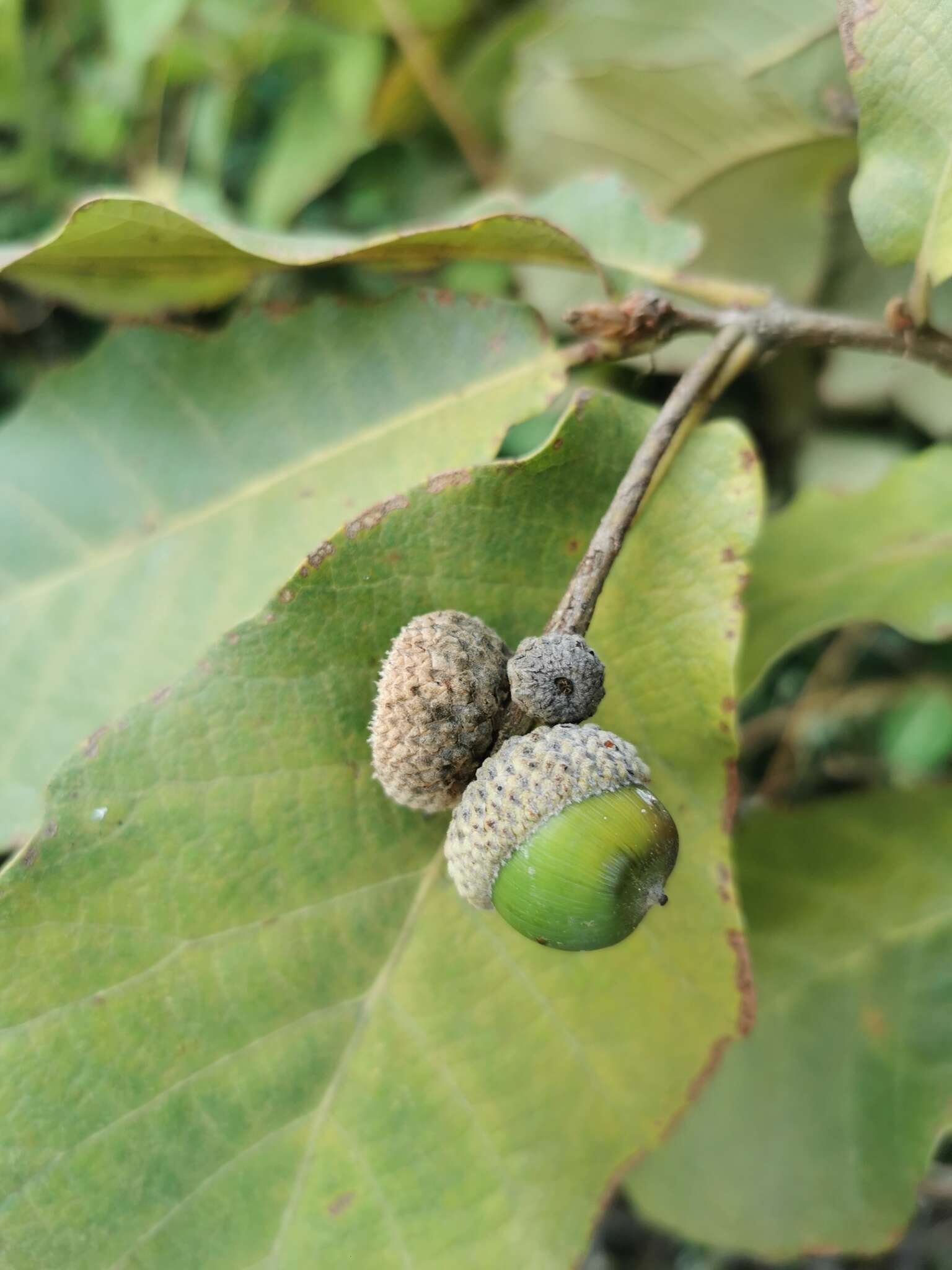 Image of Quercus obtusata Bonpl.