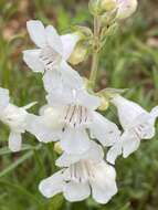 Image of Guadalupe beardtongue