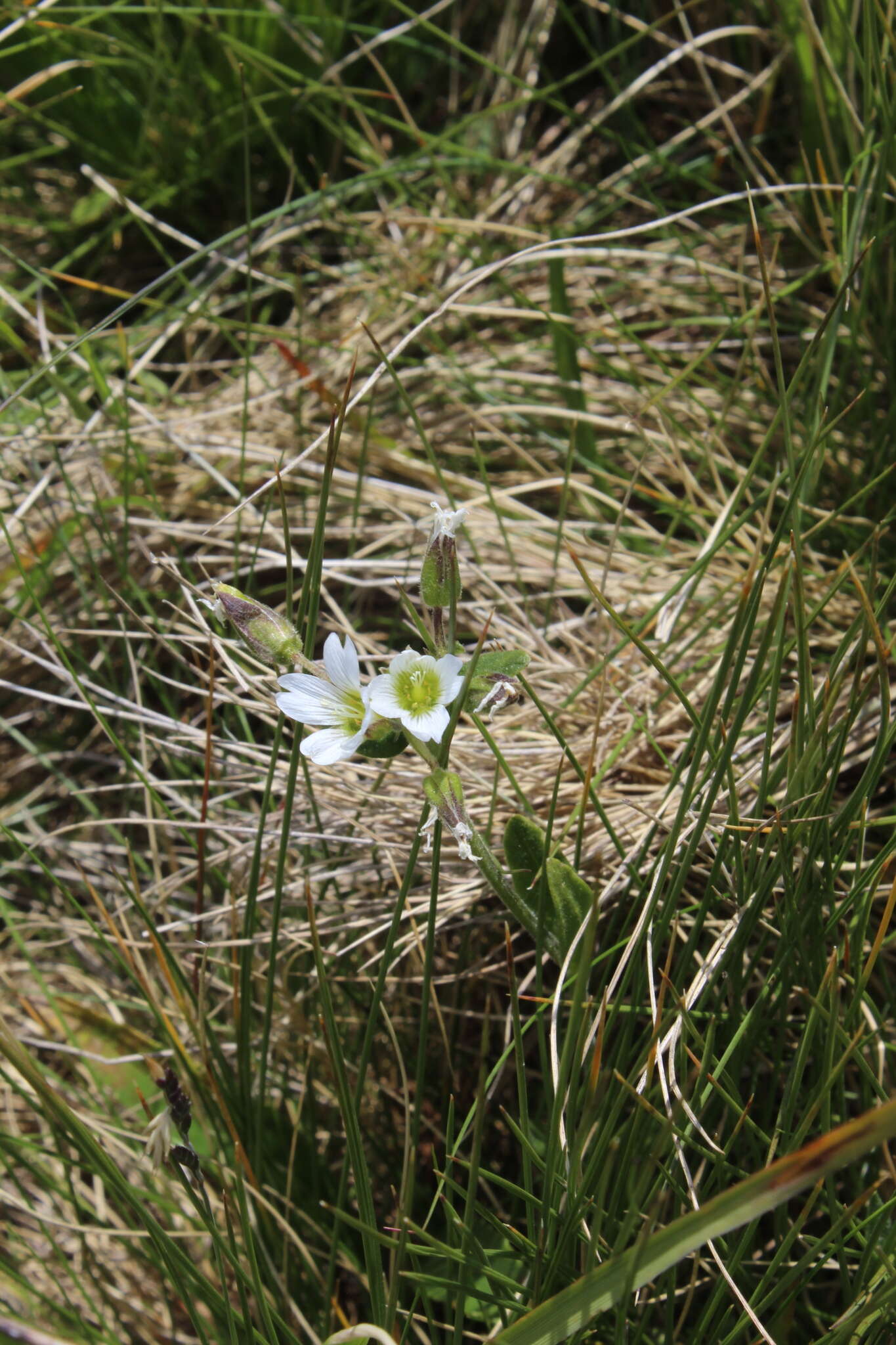 Image of Cerastium purpurascens Adams