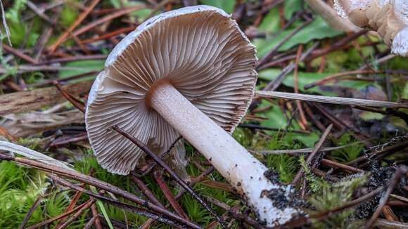 Image of Inocybe grammata Quél. 1880