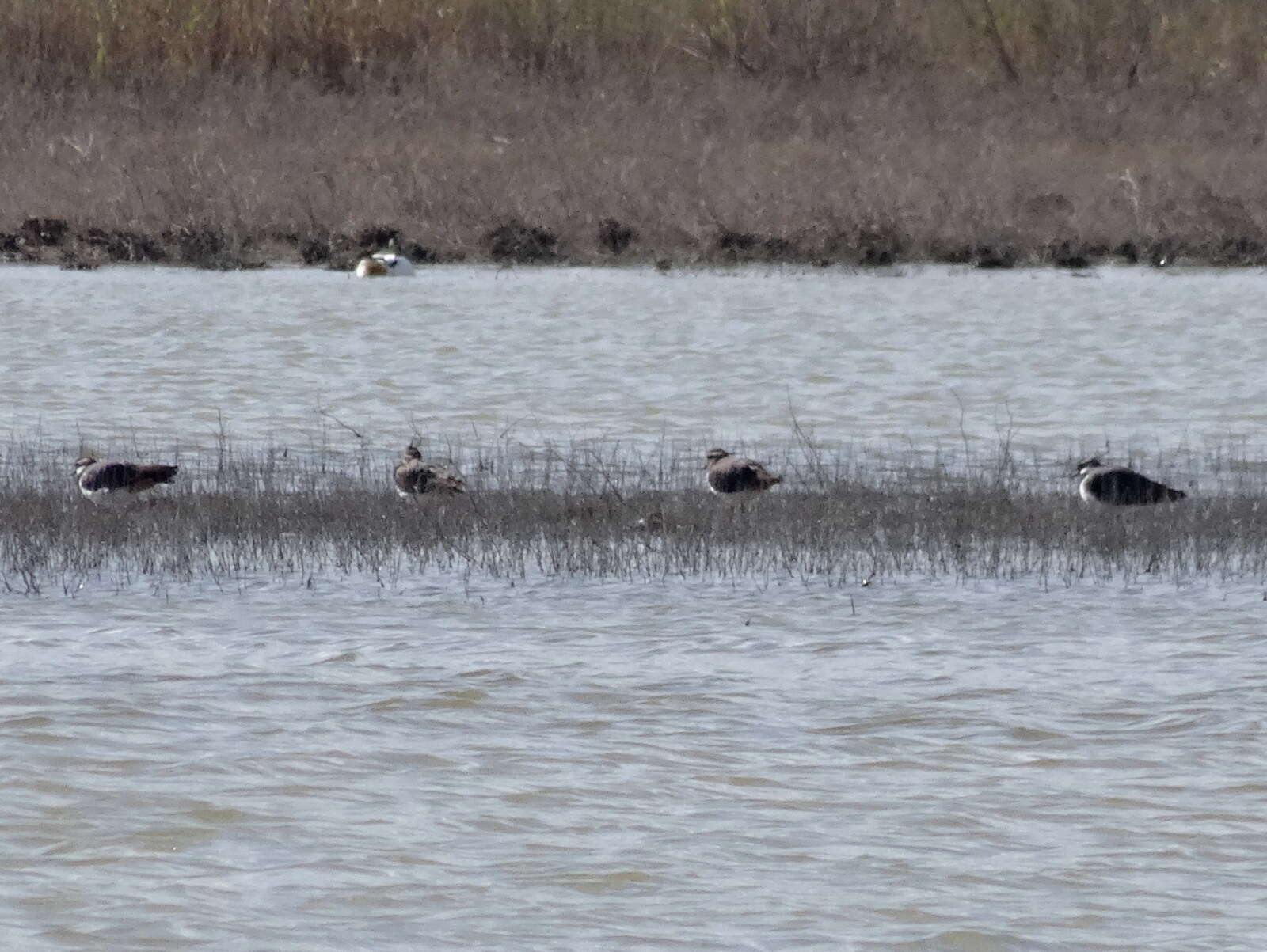 Image of Lapwing