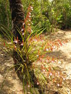 Image of Encyclia bractescens (Lindl.) Hoehne