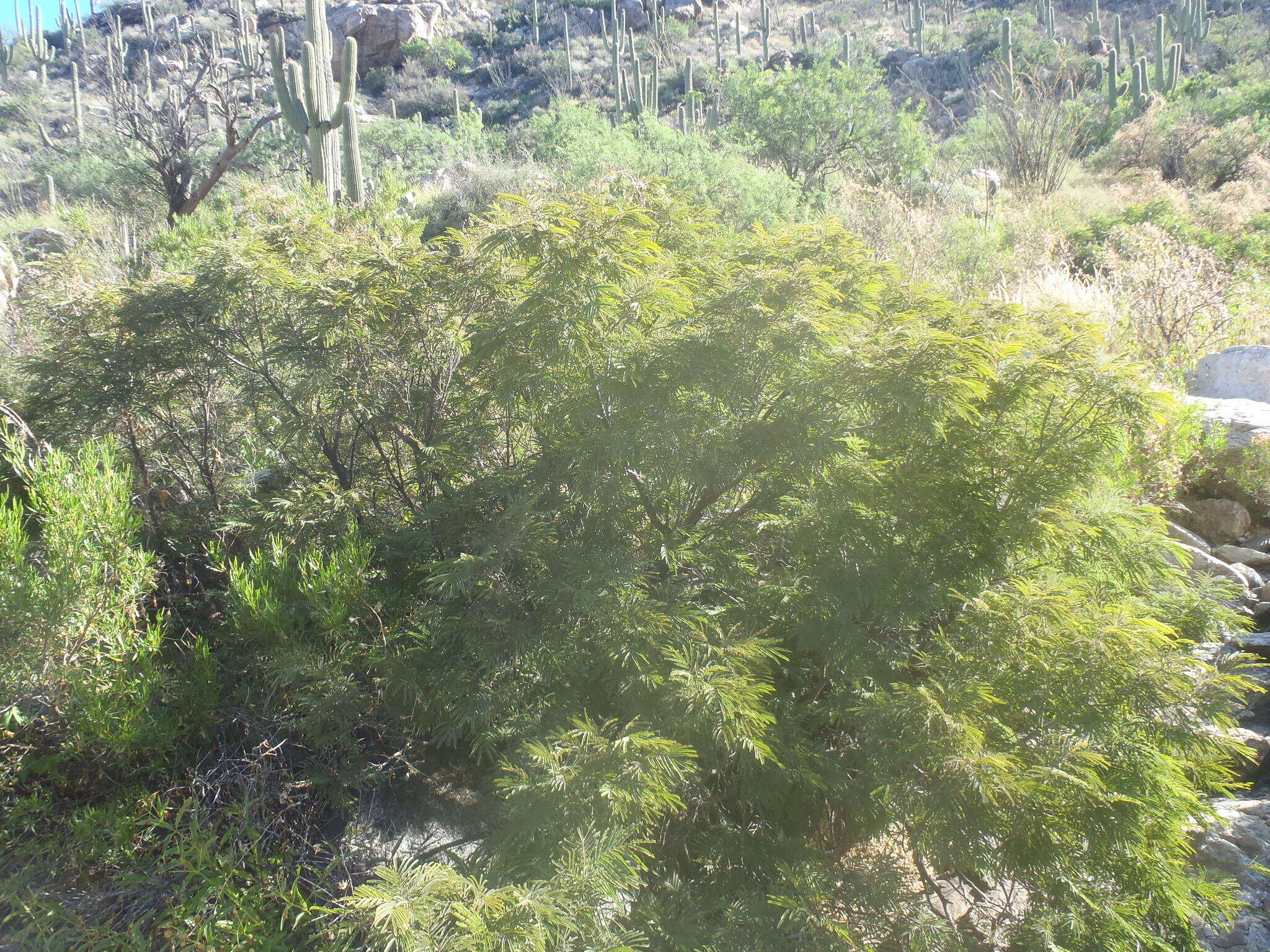 Image of feather tree