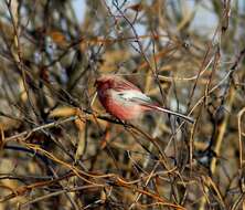 Image of Long-tailed Rosefinch