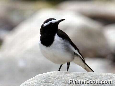 Image of White-browed Wagtail