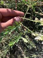 Imagem de Astragalus bisulcatus var. major (M. E. Jones) S. L. Welsh