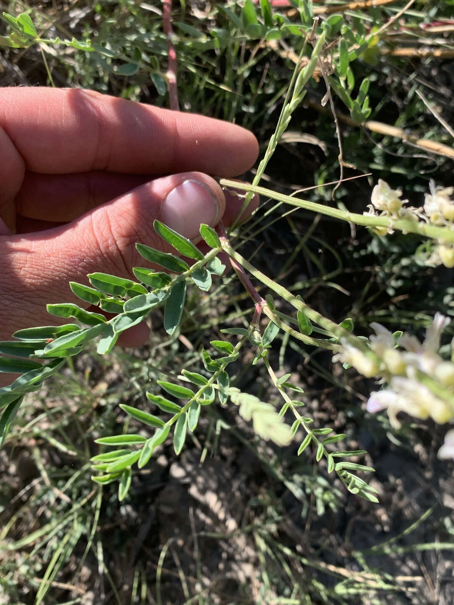 Image de Astragalus bisulcatus var. major (M. E. Jones) S. L. Welsh