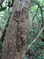 Image of Common Flat-tail Gecko