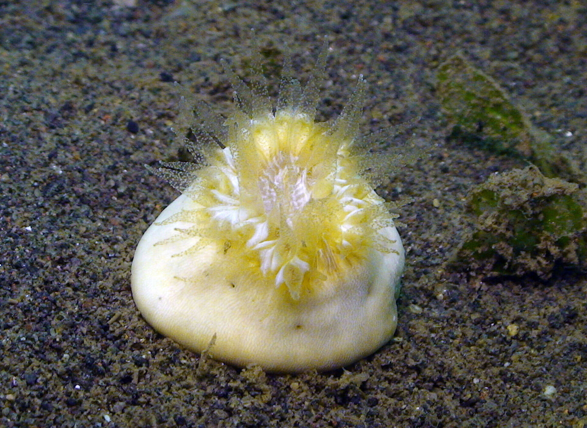Image of Button Coral