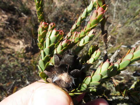 Image of Leucadendron thymifolium (Salisb. ex Knight) I. J. M. Williams