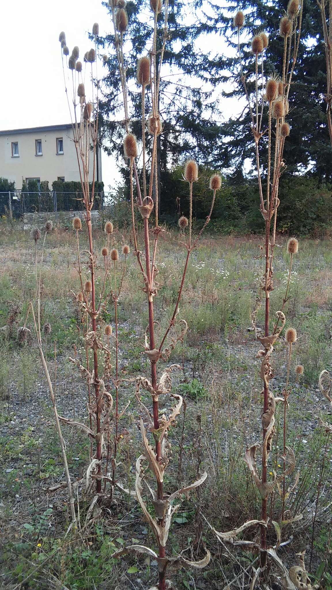 Image of cutleaf teasel