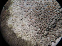 Image of rim lichen