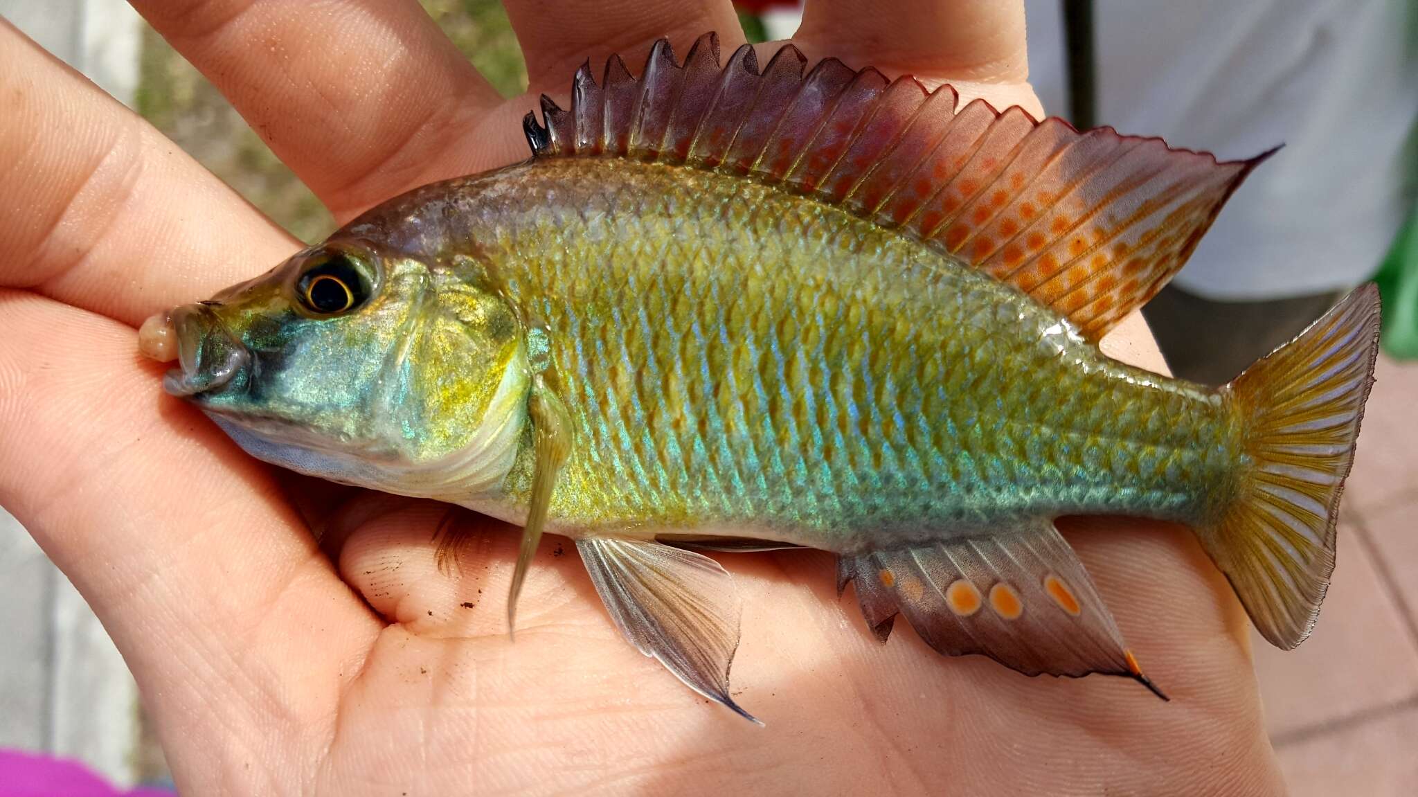 Image of Eastern River Bream