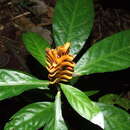 Image of Aphelandra hirta (Klotzsch) D. C. Wassh.