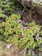 Image of Limonium minutum (L.) Chaz.