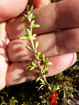 Image of Coprosma cheesemanii W. R. B. Oliv.