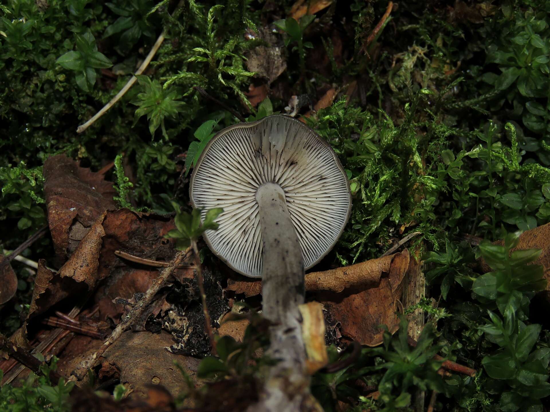 Image of Hydropus atramentosus (Kalchbr.) Kotl. & Pouzar 1962