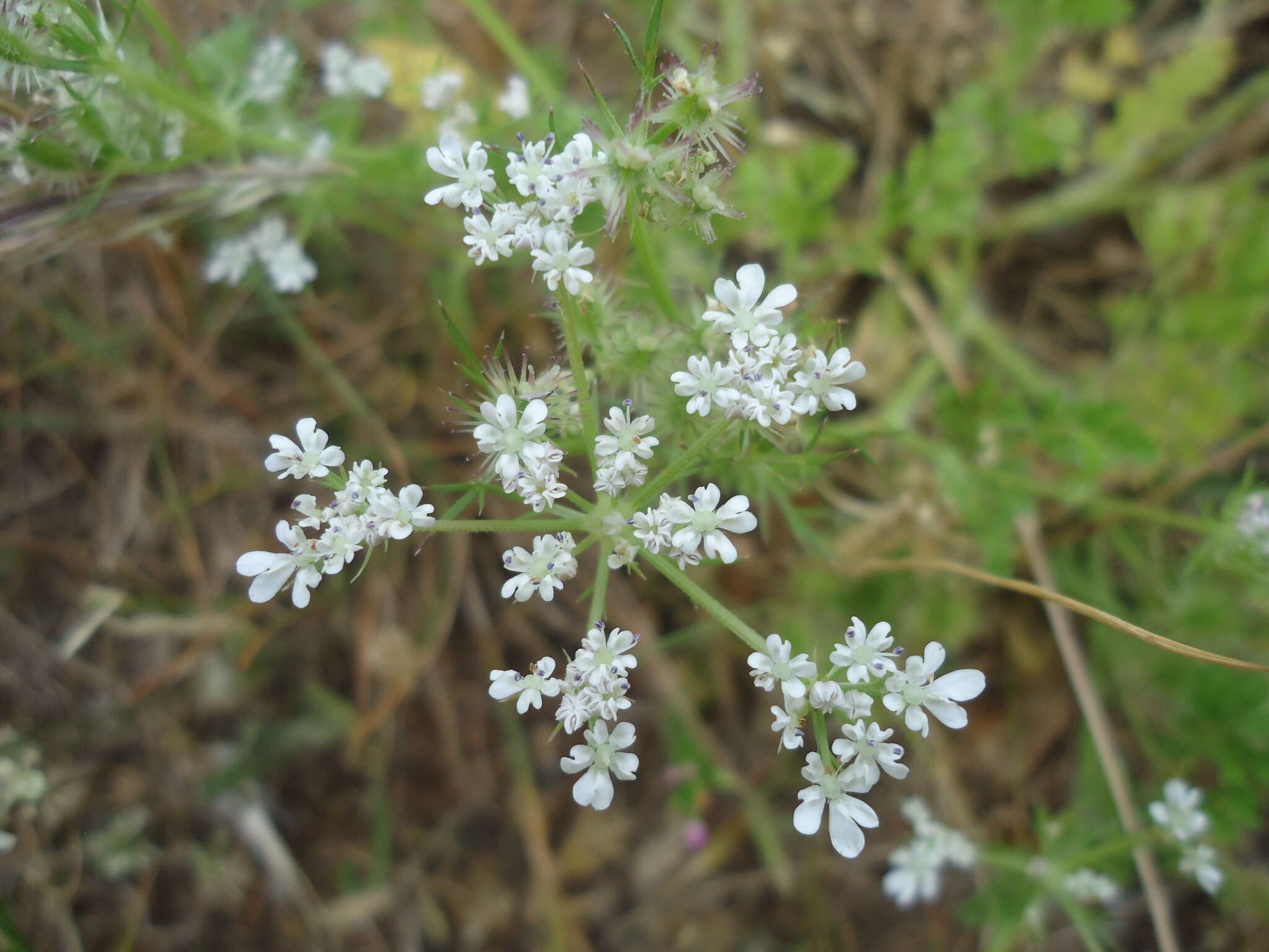 Слика од Daucus durieua Lange