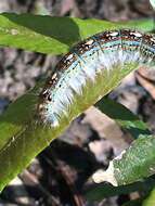 Image of Forest Tent Caterpillar Moth