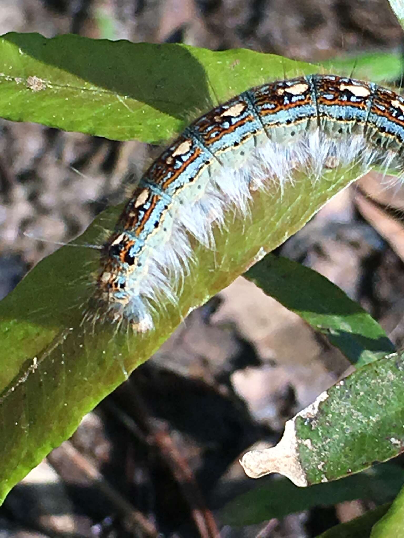 Image of Forest Tent Caterpillar Moth