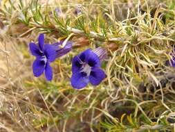 Image of Aptosimum spinescens (Thunb.) Weber