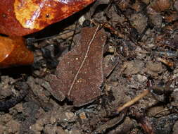 Image of Rhinella castaneotica (Caldwell 1991)