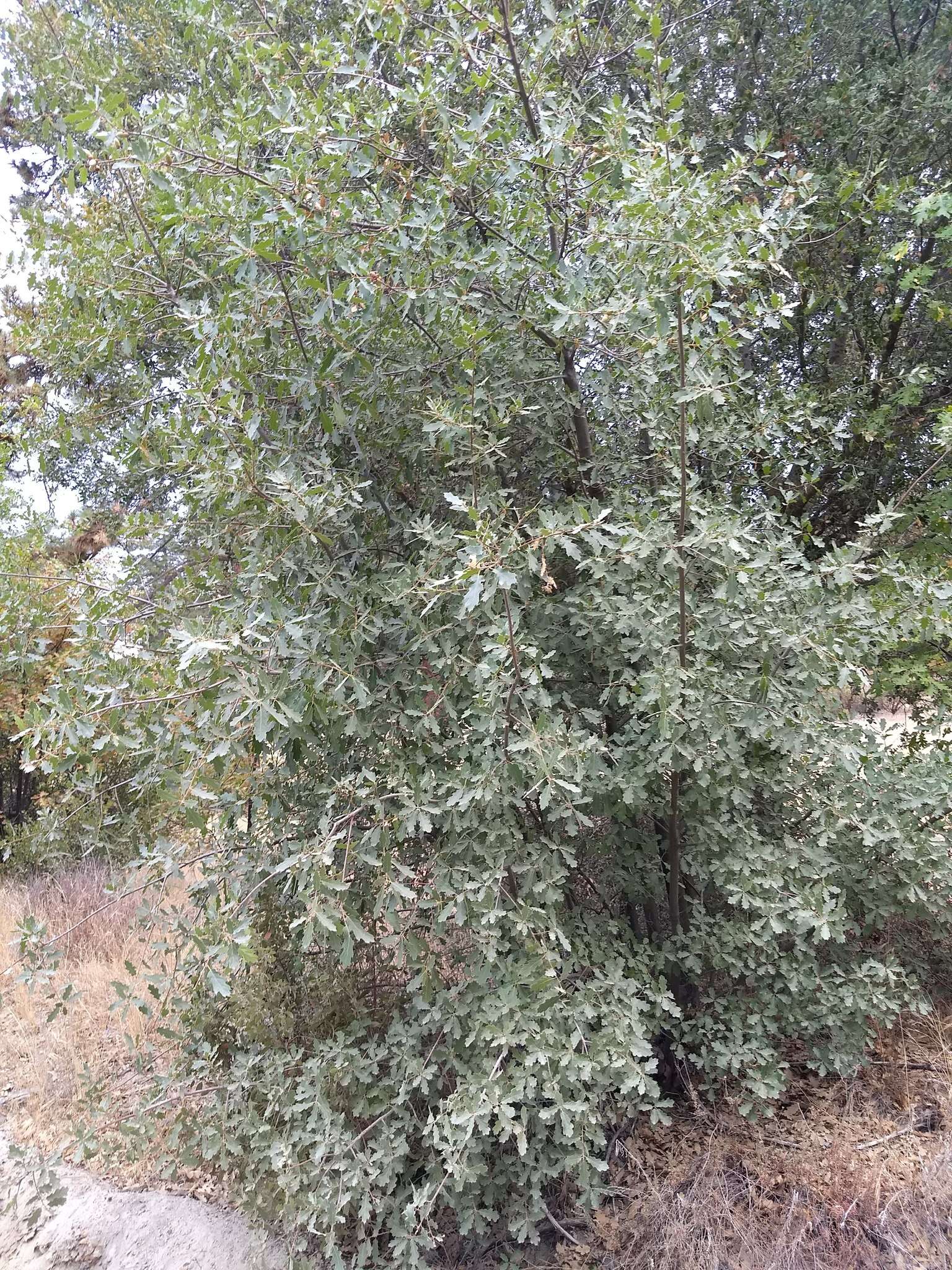 Image of oracle oak