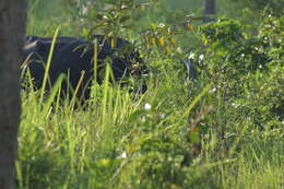 Image of Asian Buffalo