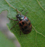 Image of Chrysomela (Macrolina) mainensis J. Bechyné 1954