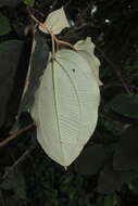 Image of Miconia bubalina (D. Don) Naud.