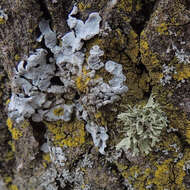 Imagem de Ramalina complanata (Sw.) Ach.