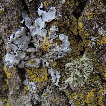 Image of cartilage lichen