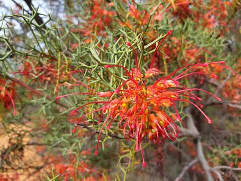 Image of Grevillea dielsiana C. A. Gardner