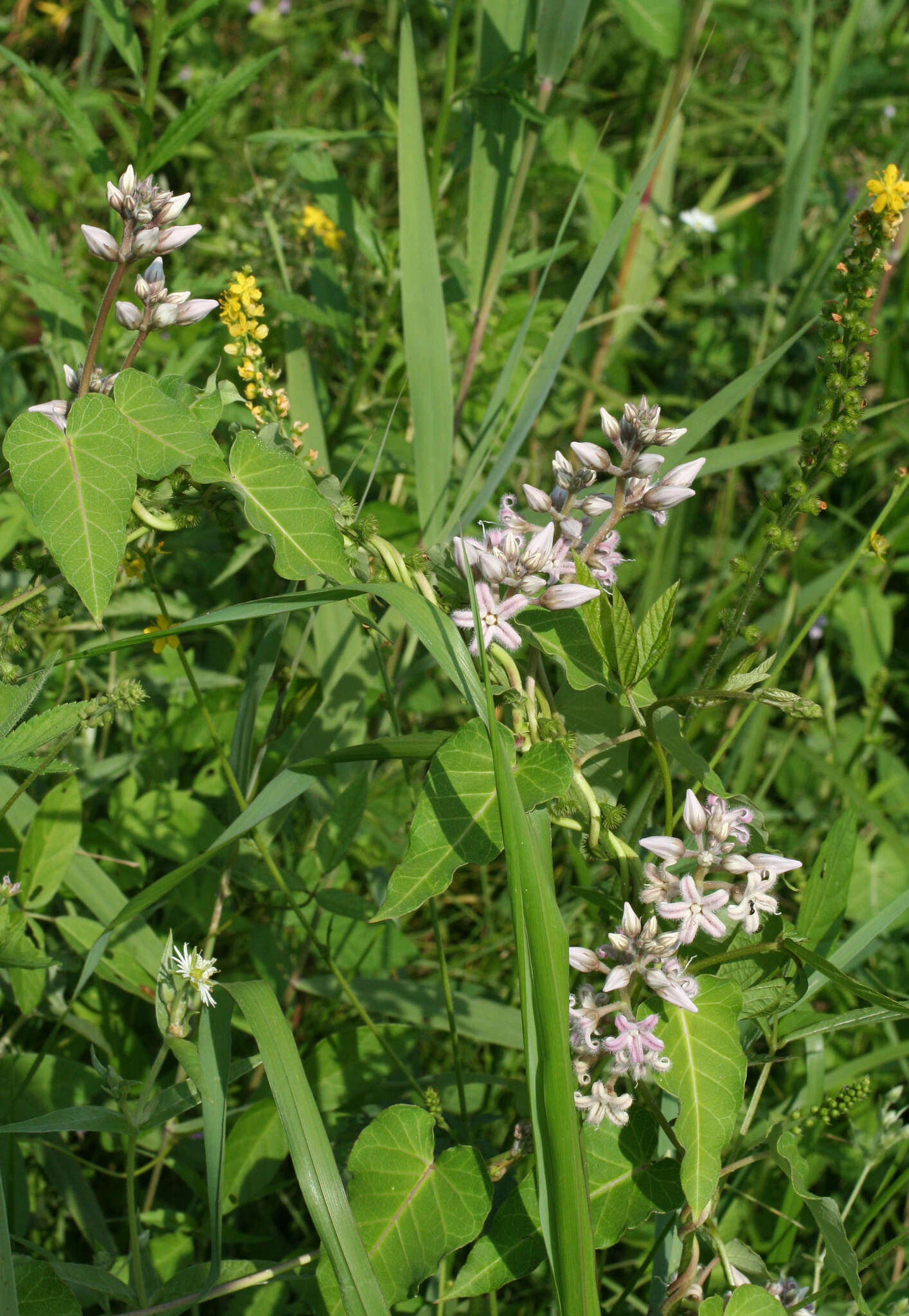 Image of Cynanchum rostellatum (Turcz.) Liede & Khanum