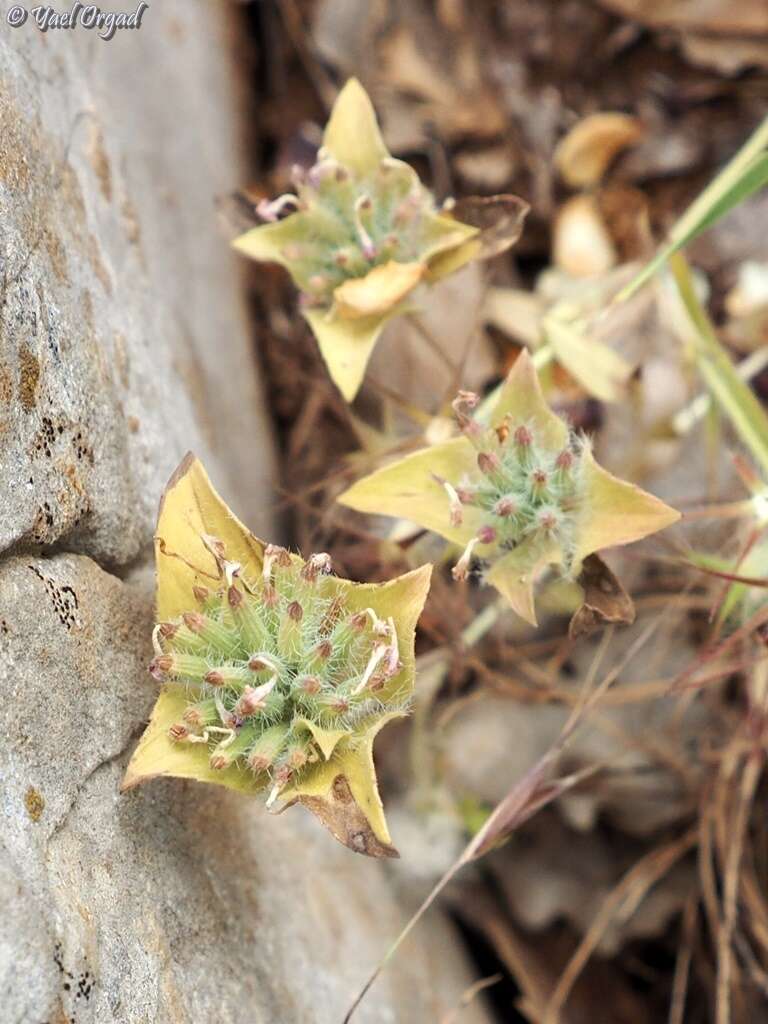 Image of Ziziphora capitata L.