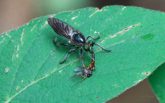 Image of Laphria canis Williston 1883