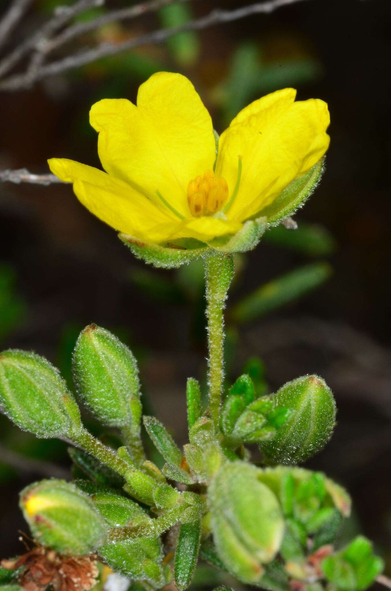 Plancia ëd Hibbertia australis N. A. Wakefield