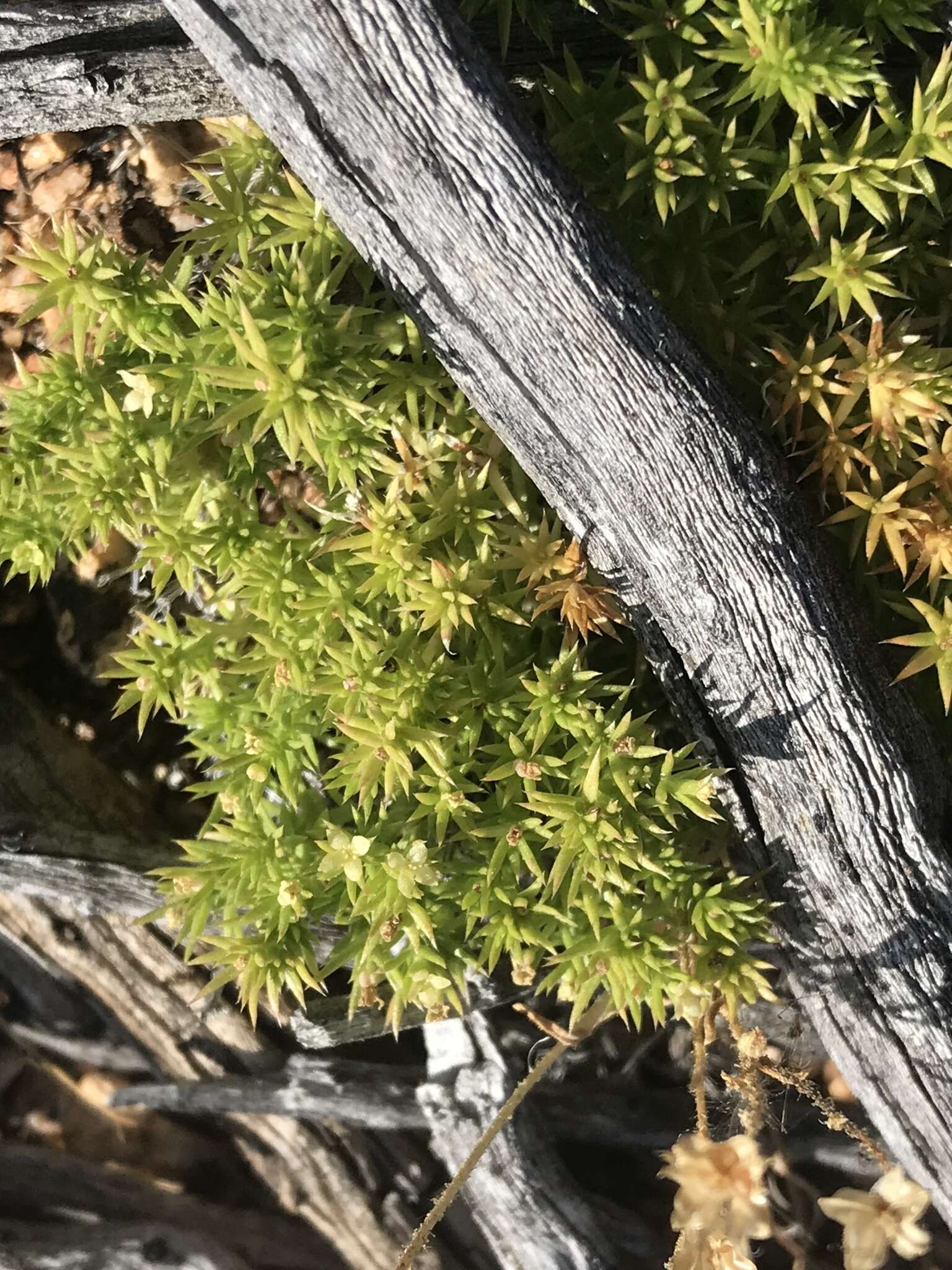 Plancia ëd Galium andrewsii A. Gray