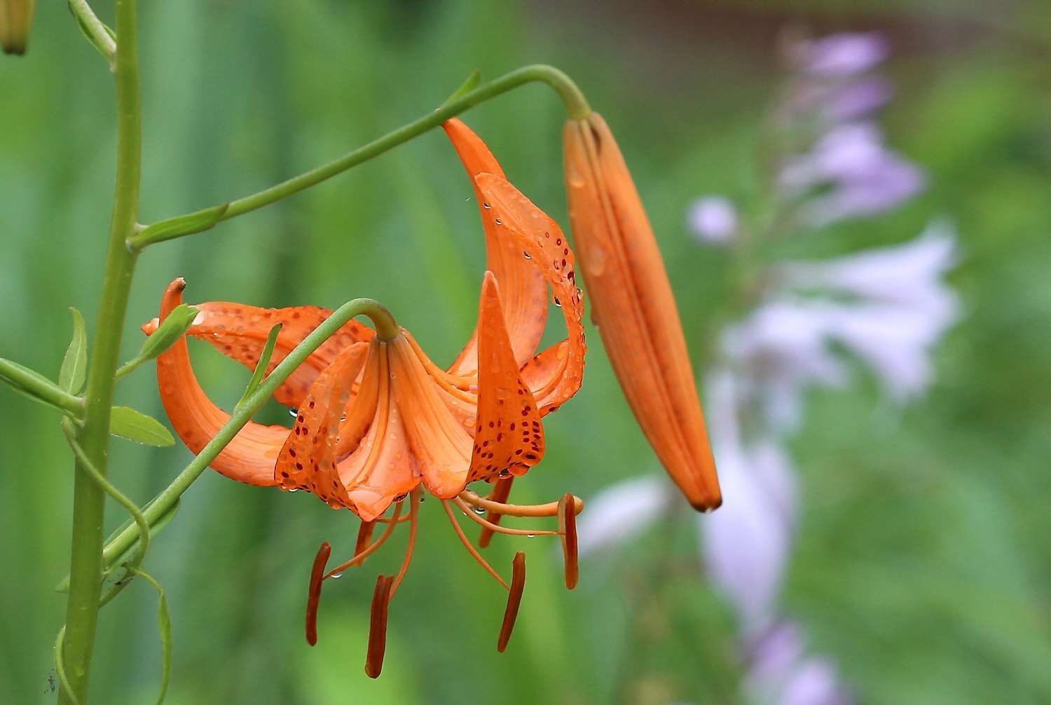 Image of Lilium leichtlinii var. maximowiczii (Regel) Baker