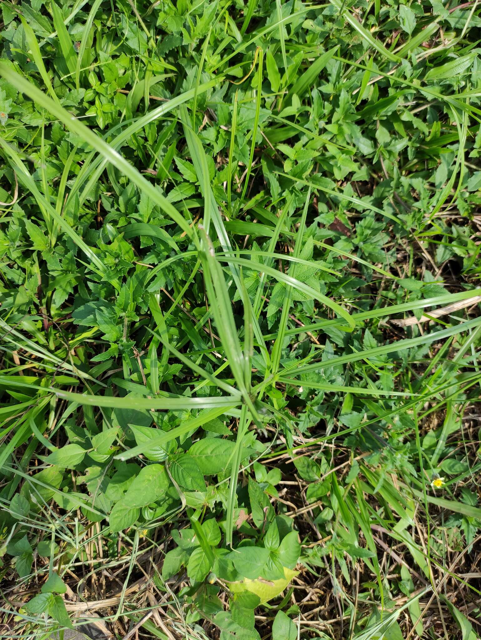 Image of Cyperus aromaticus (Ridl.) Mattf. & Kük.