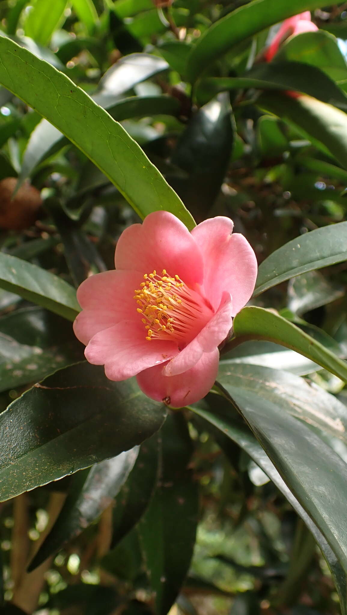 Image of Hong Kong Camellia