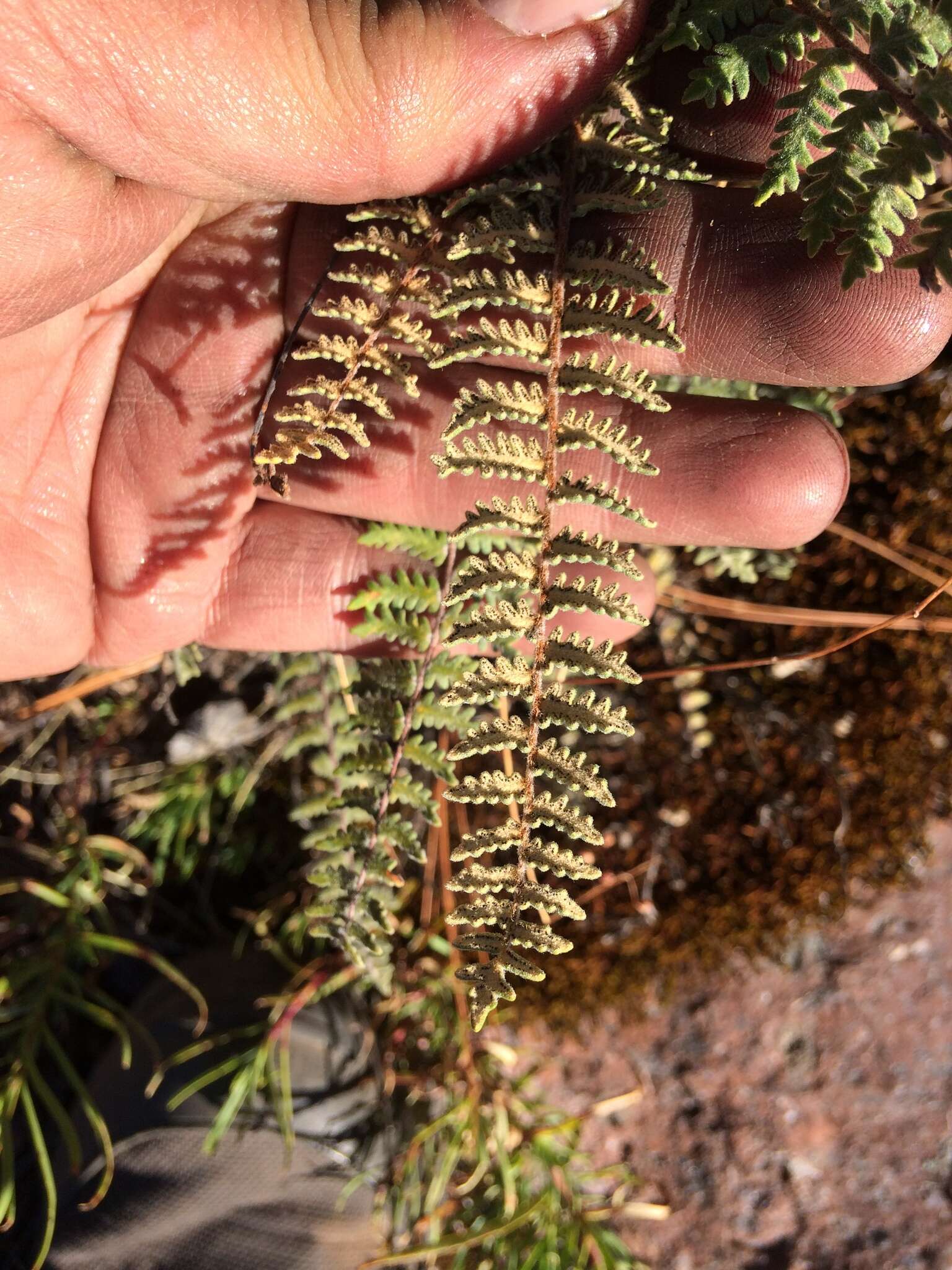 Image of golden lipfern