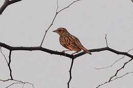 Image of Burmese Bush Lark