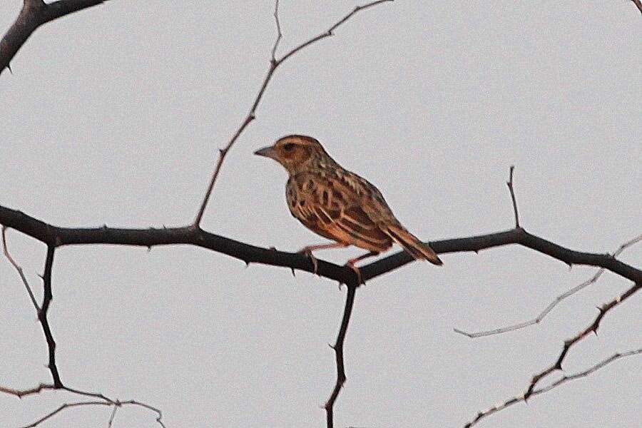 Image of Burmese Bush Lark